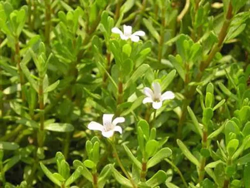 Sử dụng cao khô Bacopa, các chức năng não bộ được duy trì và cải thiện (Ảnh minh họa) 