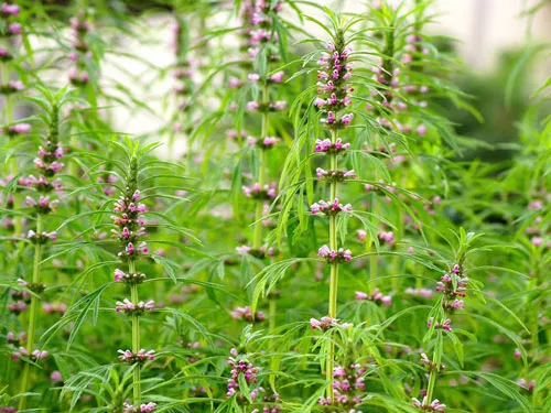 Ích mẫu là thảo mộc có tác dụng bổ huyết (Ảnh minh họa)